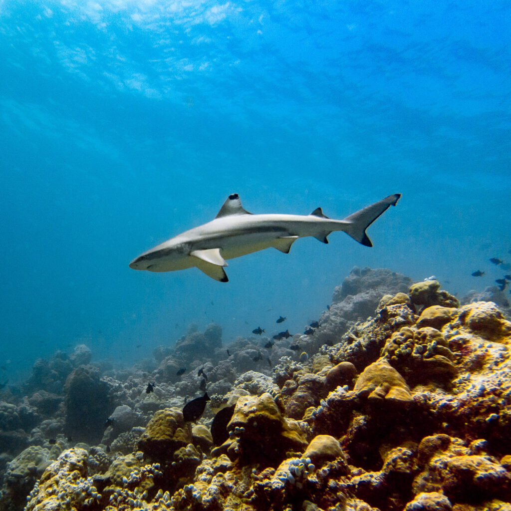 Blacktip Shark  1195162