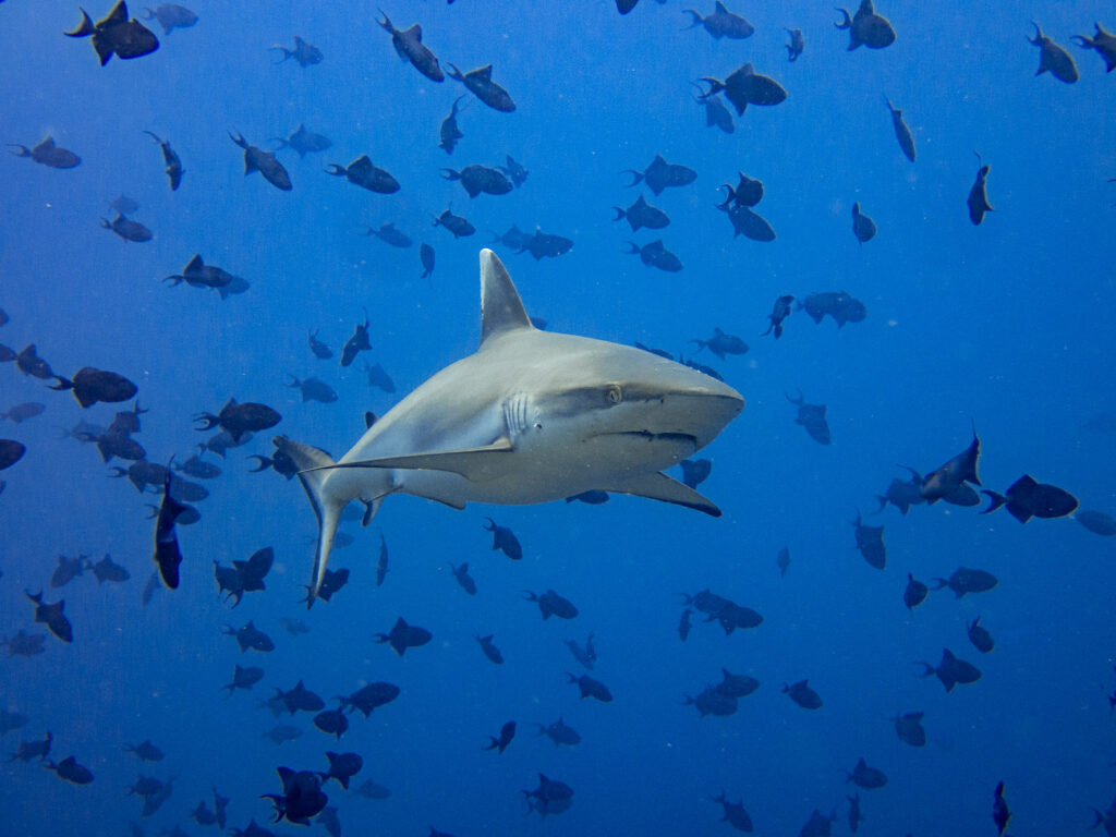 Grey Reef Shark  1175018