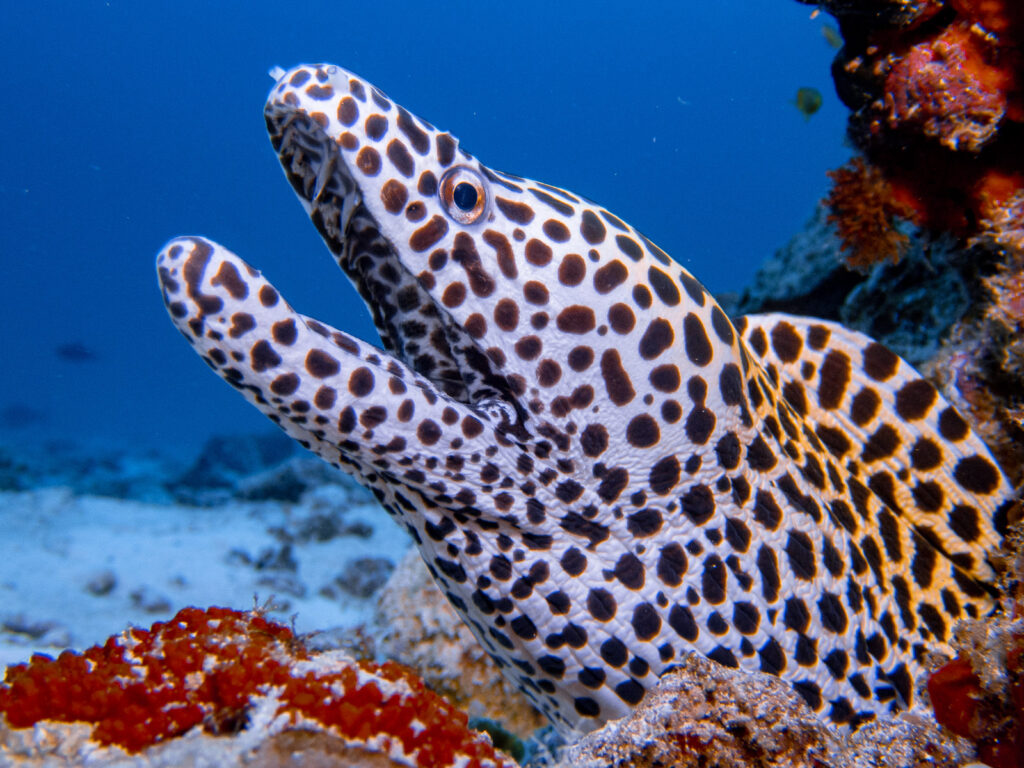Honeycomb Moray P3060953