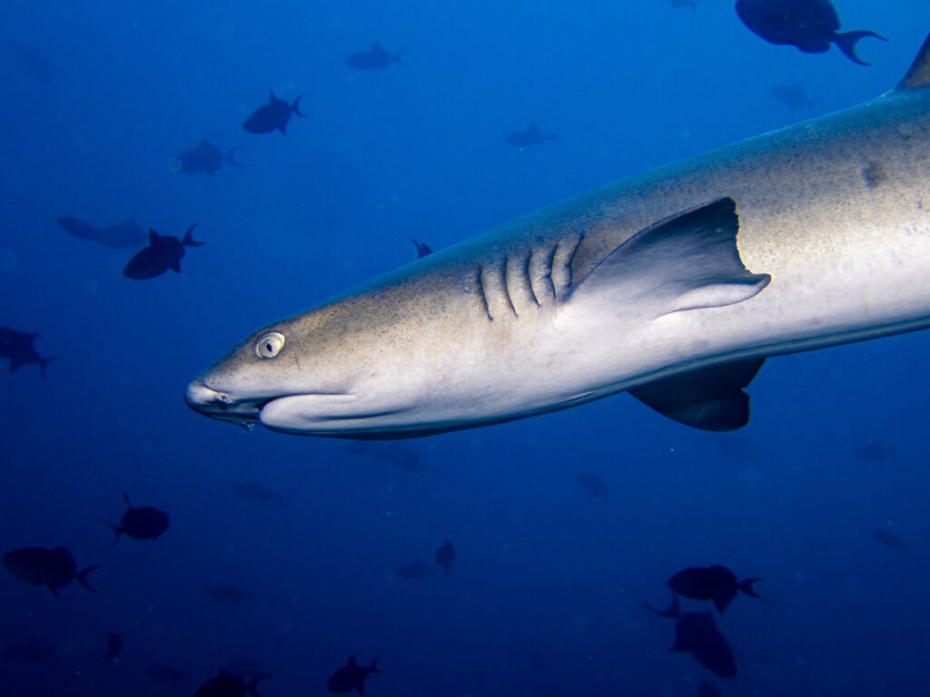 Whitetip Shark P2160277