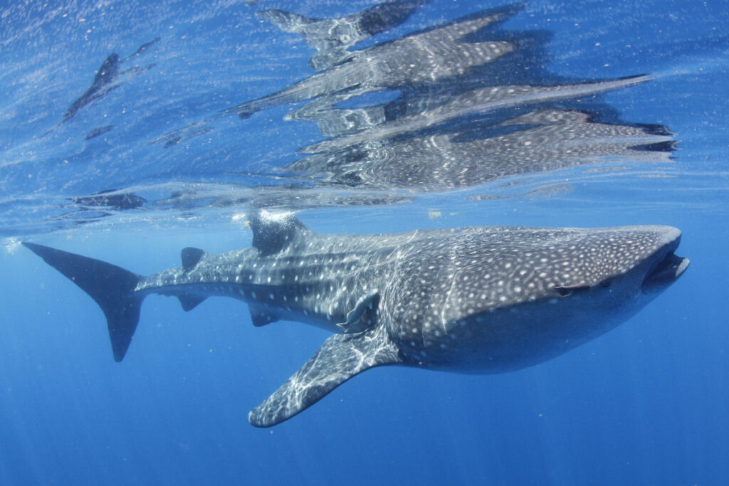 whaleshark safari