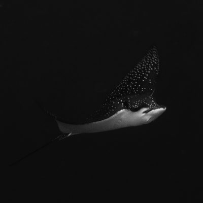 White-Spotted Eagle Ray - _C122726